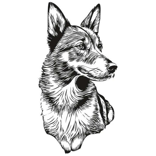 Векторный Портрет Собаки Босерон Рисунок Лица Эскиз Винтажный Стиль Прозрачный — стоковый вектор