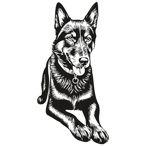 Beauceron Pes Vektorová Grafika Ručně Kreslené Tužkou Zvířecí Linie Ilustrace — Stockový vektor