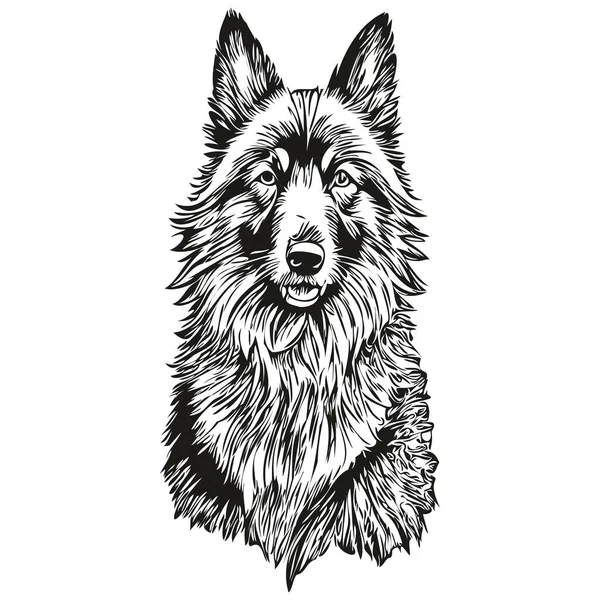 Belgischer Schäferhund Graviert Vektor Porträt Gesicht Cartoon Vintage Zeichnung Schwarz — Stockvektor