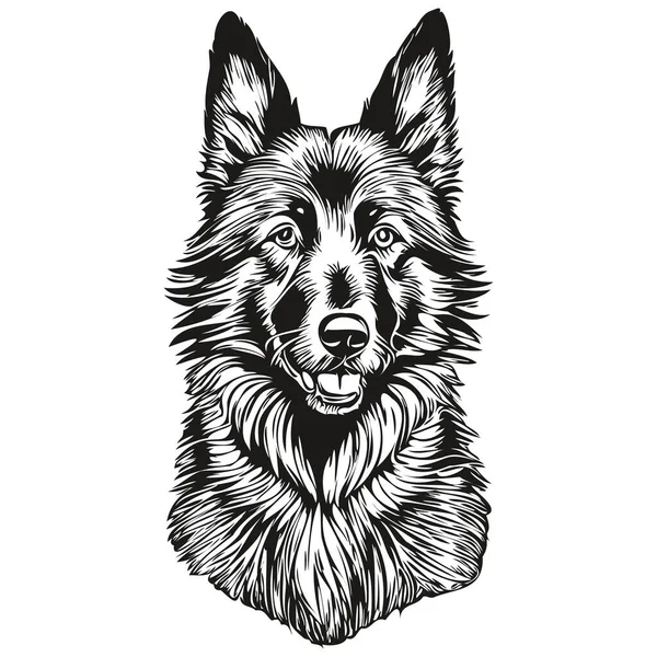 Бельгийская Овчарка Рисунок Вектор Головы Собаки Ручной Рисунок Прозрачным Фоном — стоковый вектор