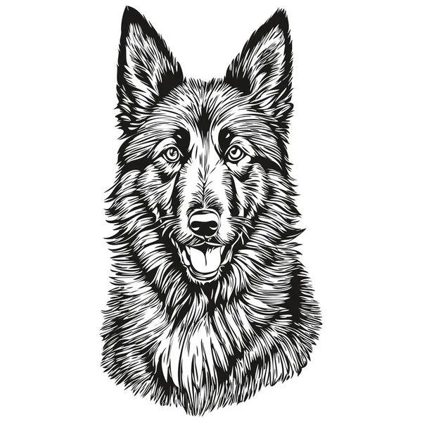 矢量的比利时牧羊犬肖像画 纹身或T恤衫图上的动物手绘 — 图库矢量图片