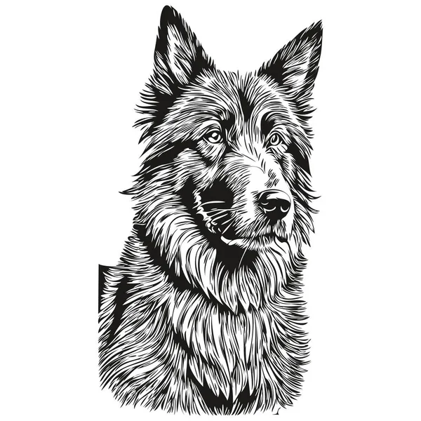 Belgischer Schäferhund Vektor Gesichtszeichnung Porträt Skizze Vintage Stil Transparenten Hintergrund — Stockvektor