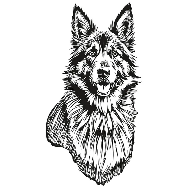 比利时Tervuren犬繁殖线绘图 剪贴画动物手绘矢量黑白草图 — 图库矢量图片