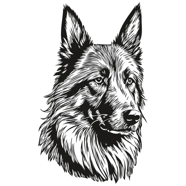 比利时Tervuren犬雕刻矢量肖像 脸卡通画黑白素描 — 图库矢量图片