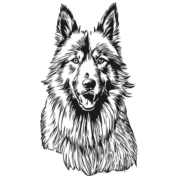 比利时Tervuren狗脸矢量肖像画 滑稽的宠物图片 白色背景草图 — 图库矢量图片