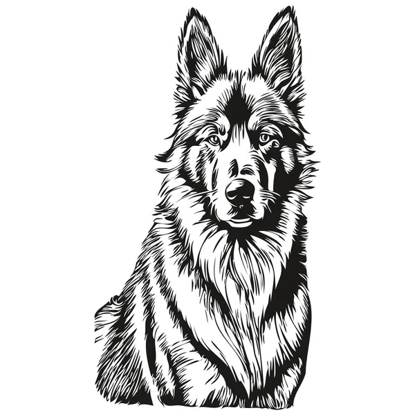 ベルギーのTervulen犬の頭線図ベクトル 透明な背景の現実的な品種のペットと手描きイラスト — ストックベクタ