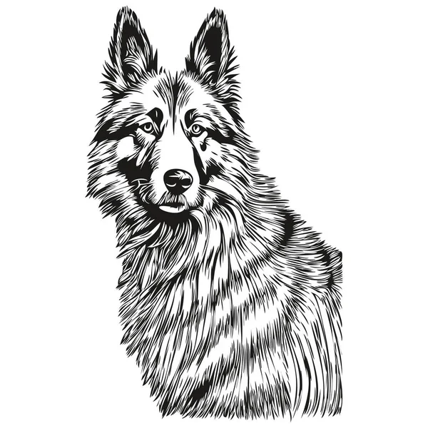 ベルギーのTervulen犬の頭線図ベクトル 透明背景と手描きイラスト — ストックベクタ
