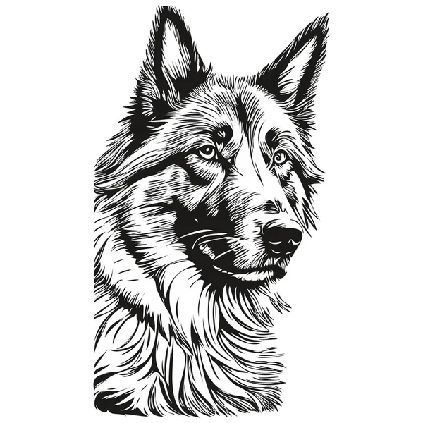 Belgischer Tervuren Hund Isoliert Zeichnung Auf Weißem Hintergrund Kopf Haustierlinie — Stockvektor