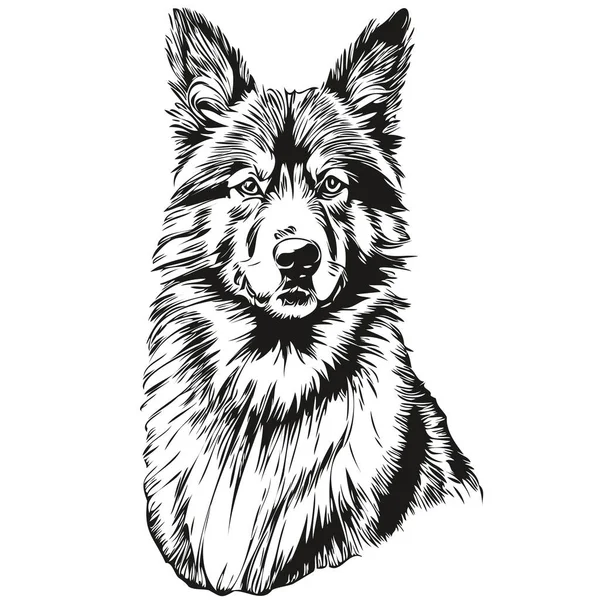 Belgian Tervuren Dog Line Illustration Black White Ink Sketch Face — Stock Vector