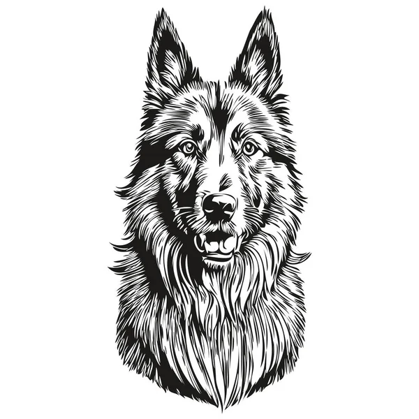 ベルギーのTervulen犬のアウトライン鉛筆画作品 白の背景に黒文字 — ストックベクタ