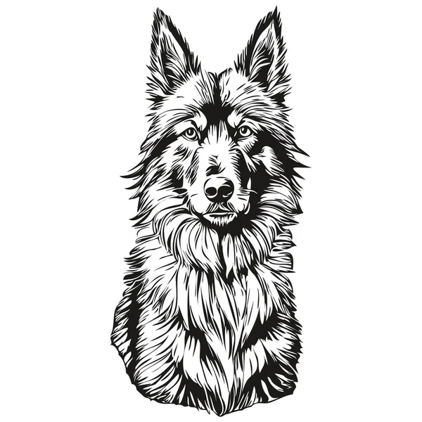 比利时Tervuren犬宠物素描图解 黑白雕刻矢量逼真品种宠物 — 图库矢量图片