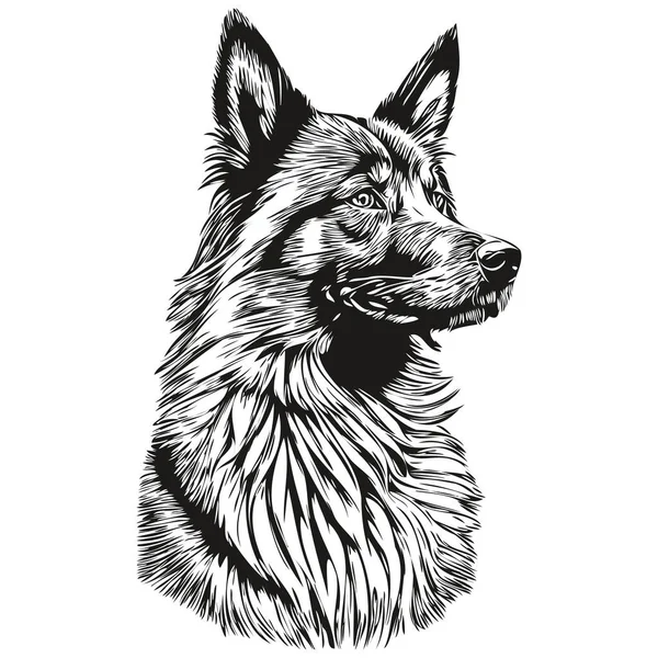 比利时Tervuren犬宠物素描图解 黑白雕刻矢量逼真宠物轮廓 — 图库矢量图片