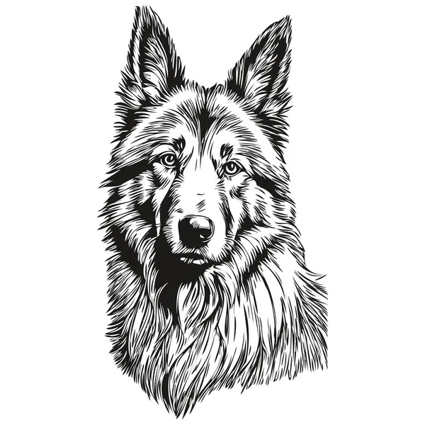 比利时Tervuren犬的矢量肖像 动物手绘纹身或T恤衫图解逼真品种宠物 — 图库矢量图片