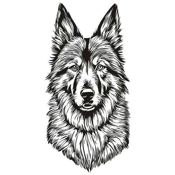 比利时Tervuren犬的矢量肖像画 纹身用的动物手绘画或T恤衫图案草图 — 图库矢量图片
