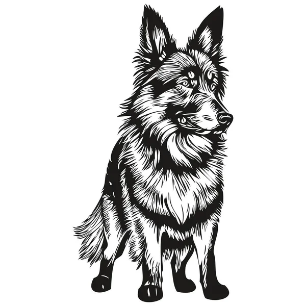 比利时Tervuren狗写实铅笔画成矢量 线条画狗脸黑白相间 — 图库矢量图片