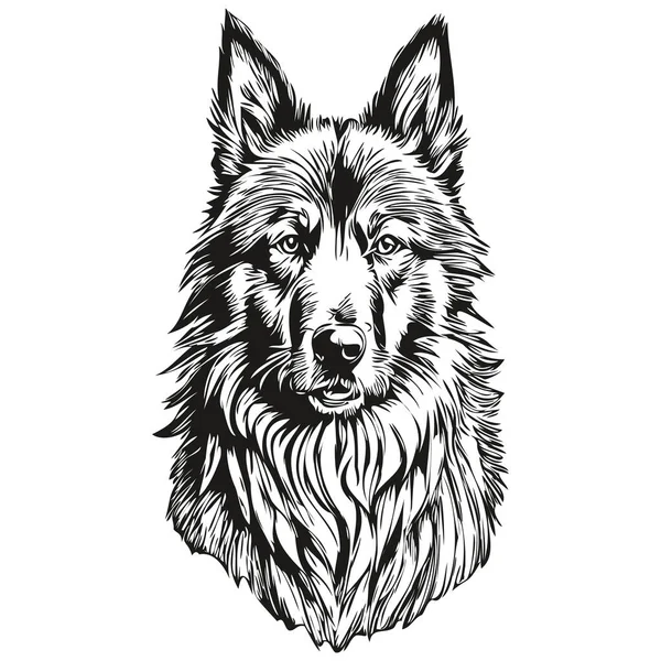 Belga Tervuren Perro Vector Cara Dibujo Retrato Bosquejo Vintage Estilo — Archivo Imágenes Vectoriales