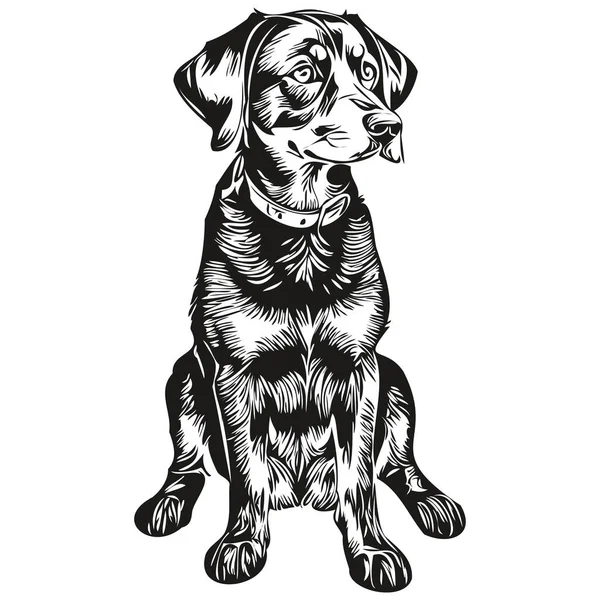 Negro Tan Coonhound Perro Negro Dibujo Vector Cara Aislada Dibujo — Archivo Imágenes Vectoriales