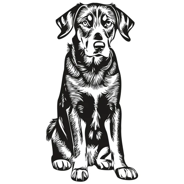 Siyah Tan Coonhound Köpek Oymalı Vektör Portresi Yüz Karikatür Vintage — Stok Vektör