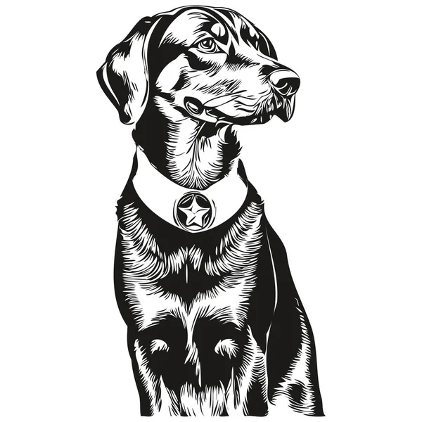 Nero Tan Coonhound Cane Isolato Disegno Sfondo Bianco Testa Animale — Vettoriale Stock