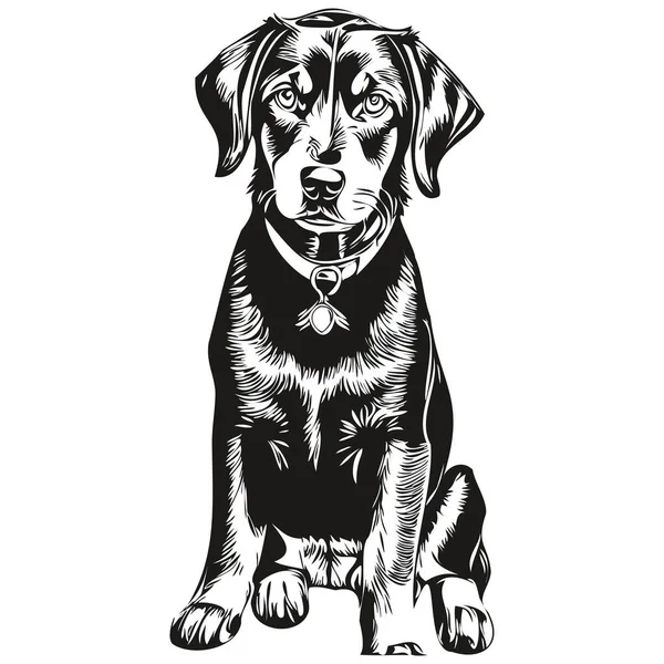 Black Tan Coonhound Dog Logo Vector Black White Vintage Cute — Stock Vector