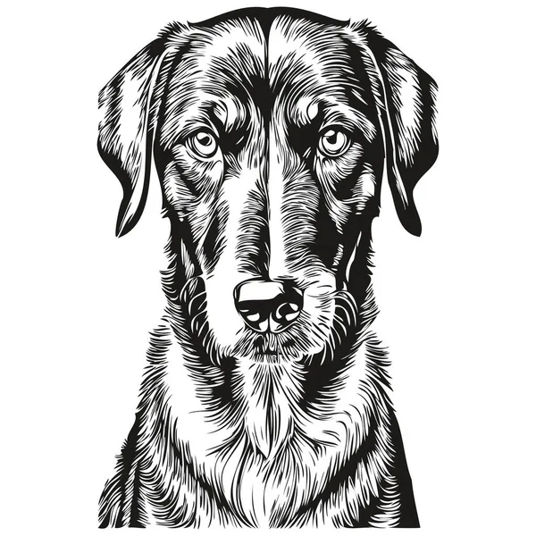 Black Tan Coonhound Dog Sketch Illustration Black White Engraving Vector — 스톡 벡터