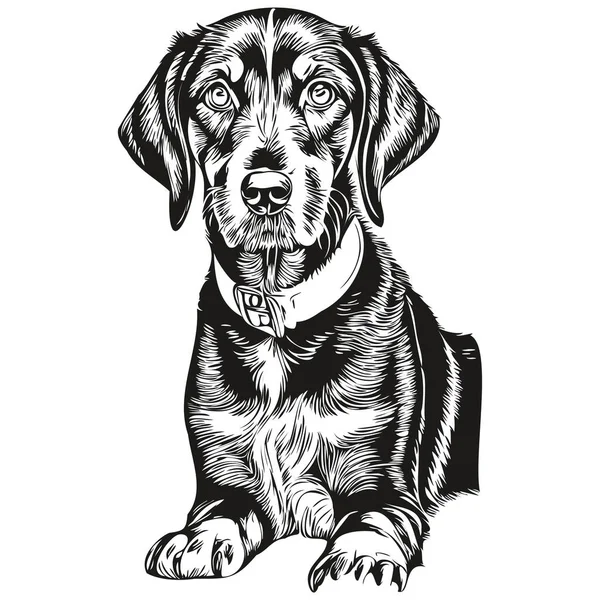 Czarny Tan Coonhound Pies Realistyczny Zwierzak Ilustracja Ręka Rysunek Twarz — Wektor stockowy