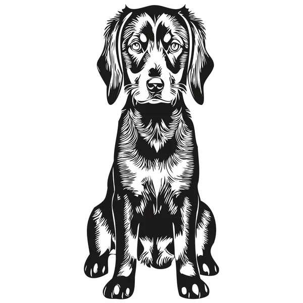 Black Tan Coonhound Dog Vector Face Drawing Portrait Sketch Vintage — Stock Vector