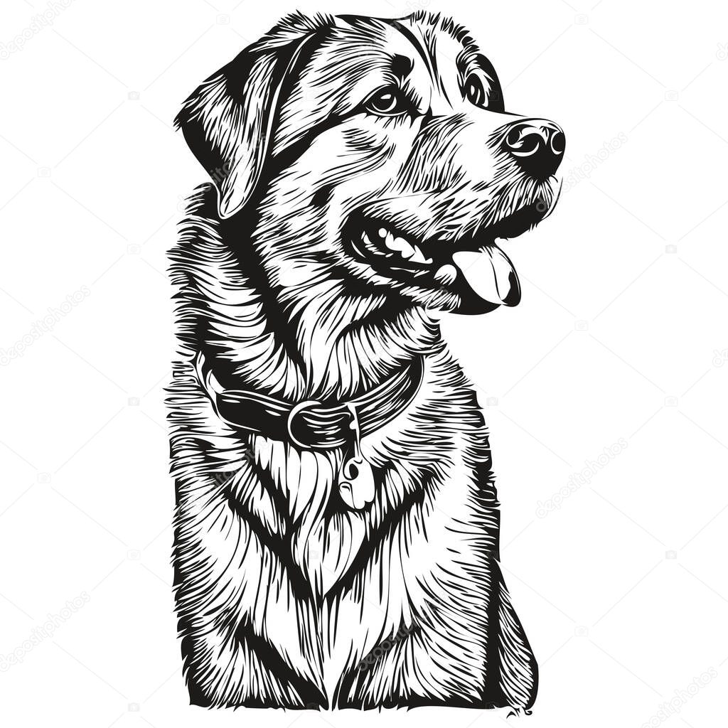 Anadolu Çoban Köpeği Gerçekçi Hayvan Illüstrasyonu Çizimi Siyah Beyaz  Vektör Stok Vektörü © svetomircomua 665768498