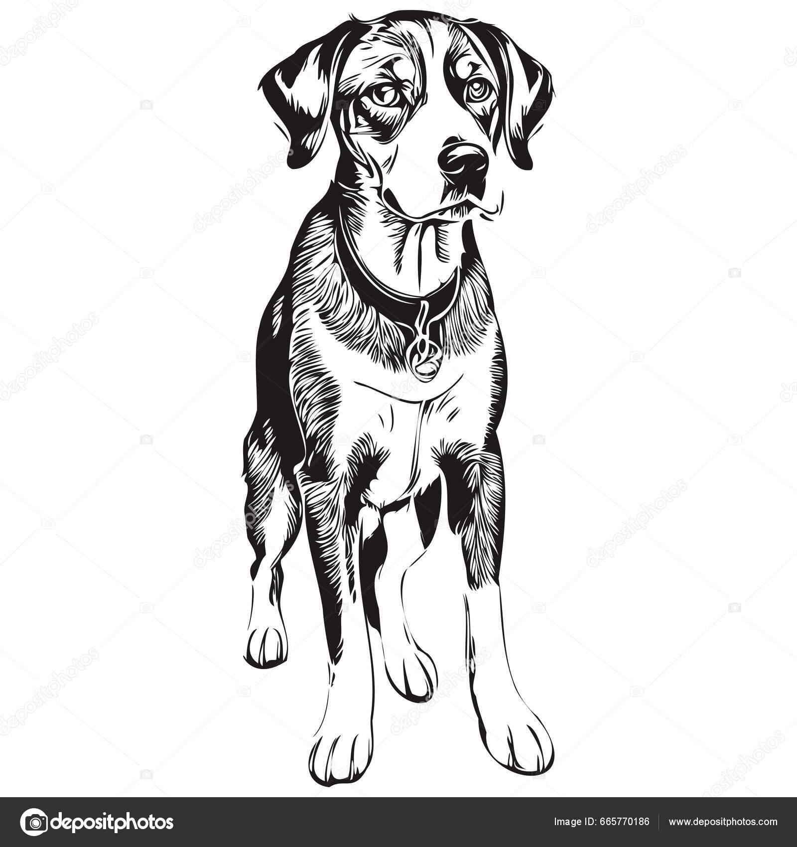 Bluetick Coonhound Dog Black Drawing Vector Isolated Face Painting