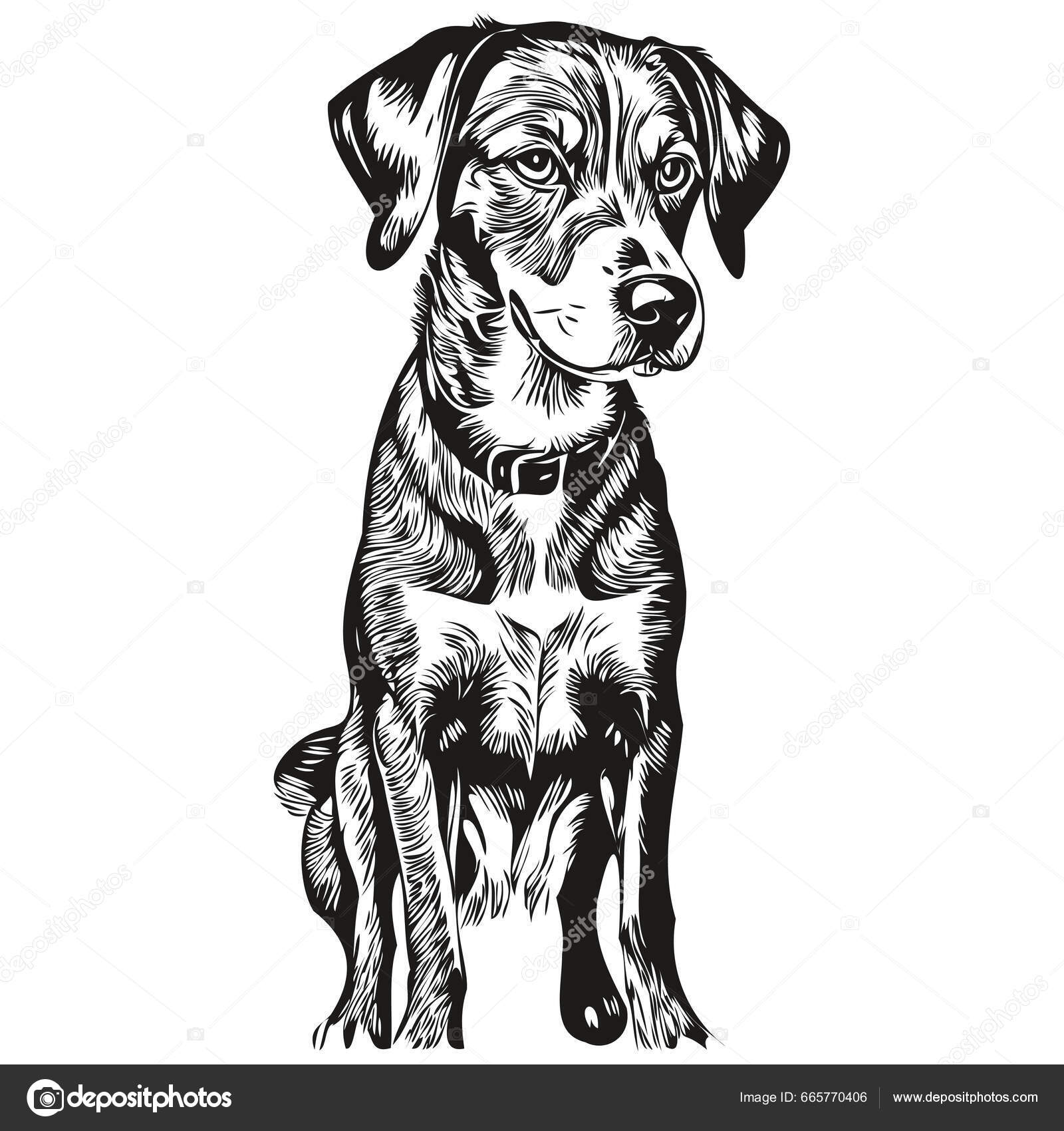 MADDIE THE COONHOUND, image size:1600x1700