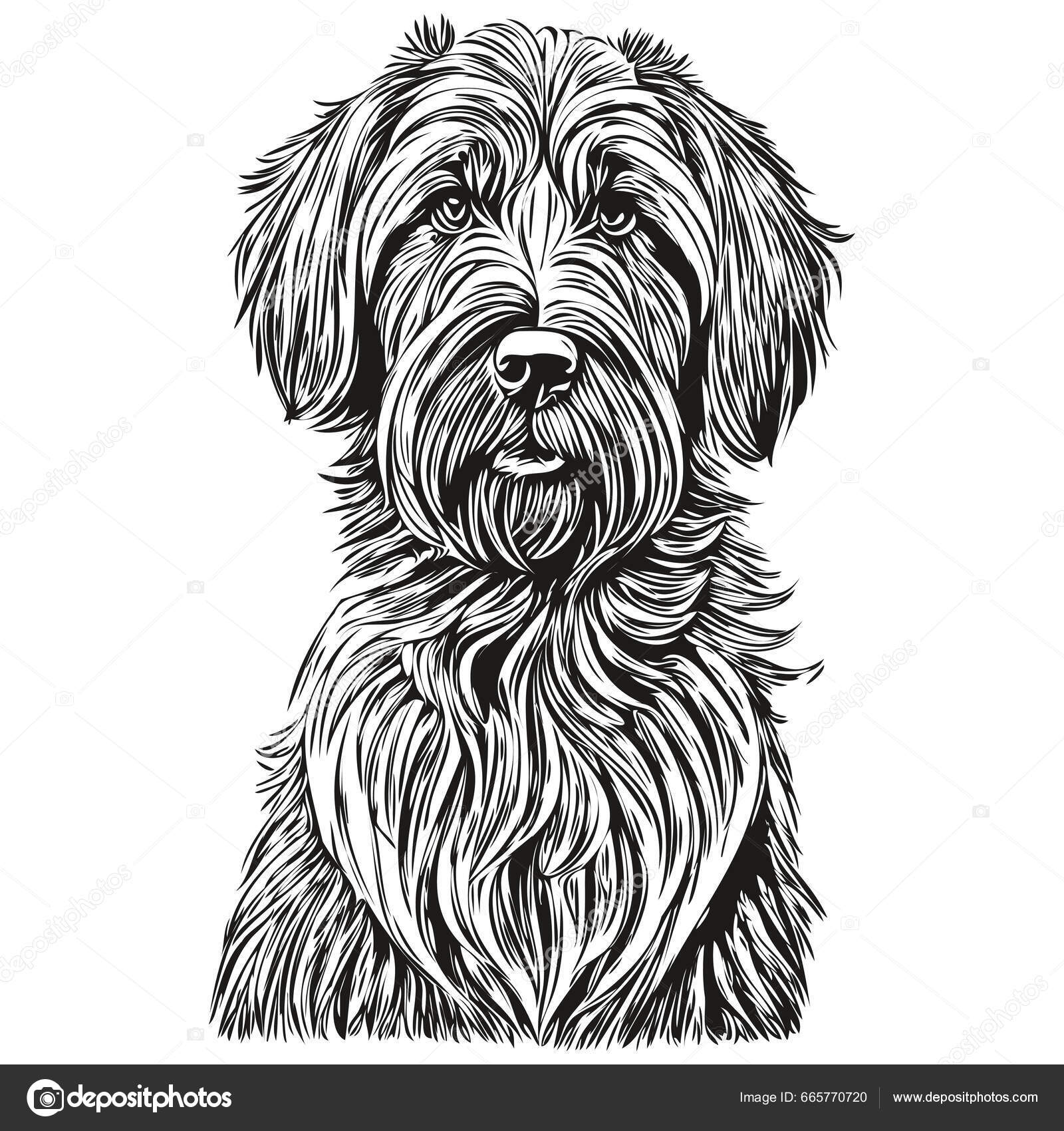 Briard Hund Handgezeichnetes Logo Zeichnung Schwarz Weiße Linie Kunst  Haustiere Stock-Vektorbild von ©svetomircomua 665770720, image size:1600x1700