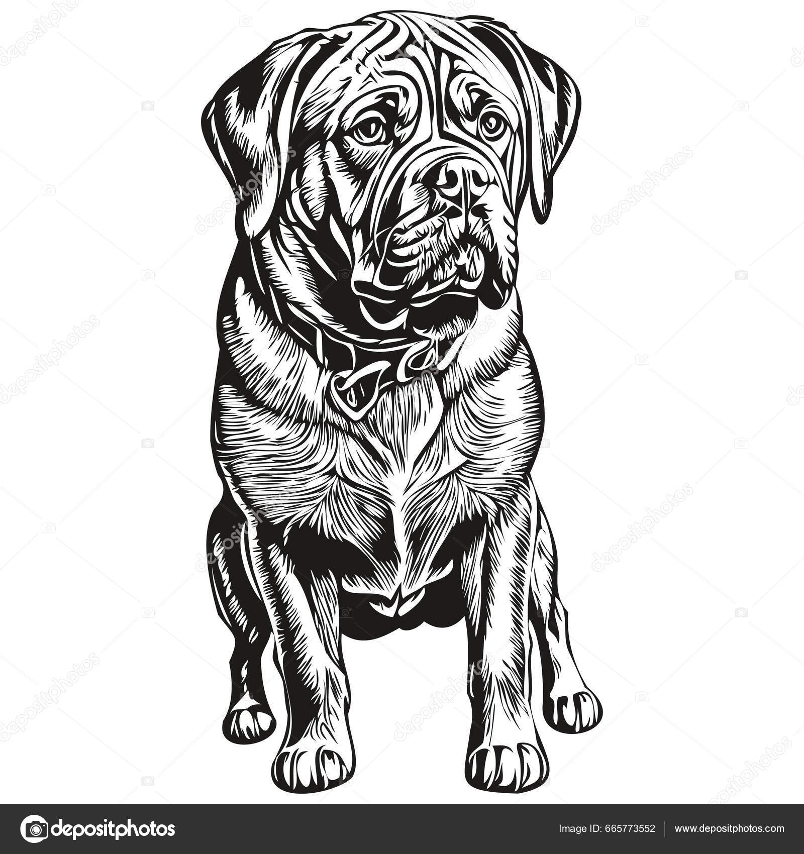 Pig Ears Buffalo Ears For Dogs Smoked Bulk Pig Ears For Dogs Piece