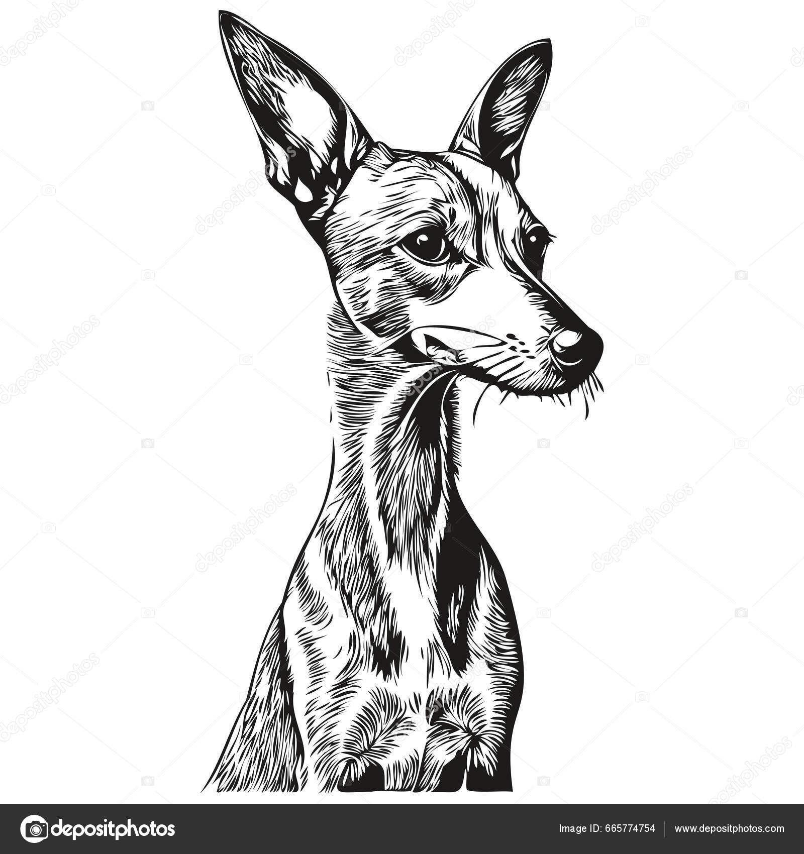 Ιταλικά Πορτρέτο Σκυλιών Κυνηγόσκυλο Διάνυσμα Ζώο Χέρι Σχέδιο Για Τατουάζ  Διανυσματικό Αρχείο από ©svetomircomua665774754