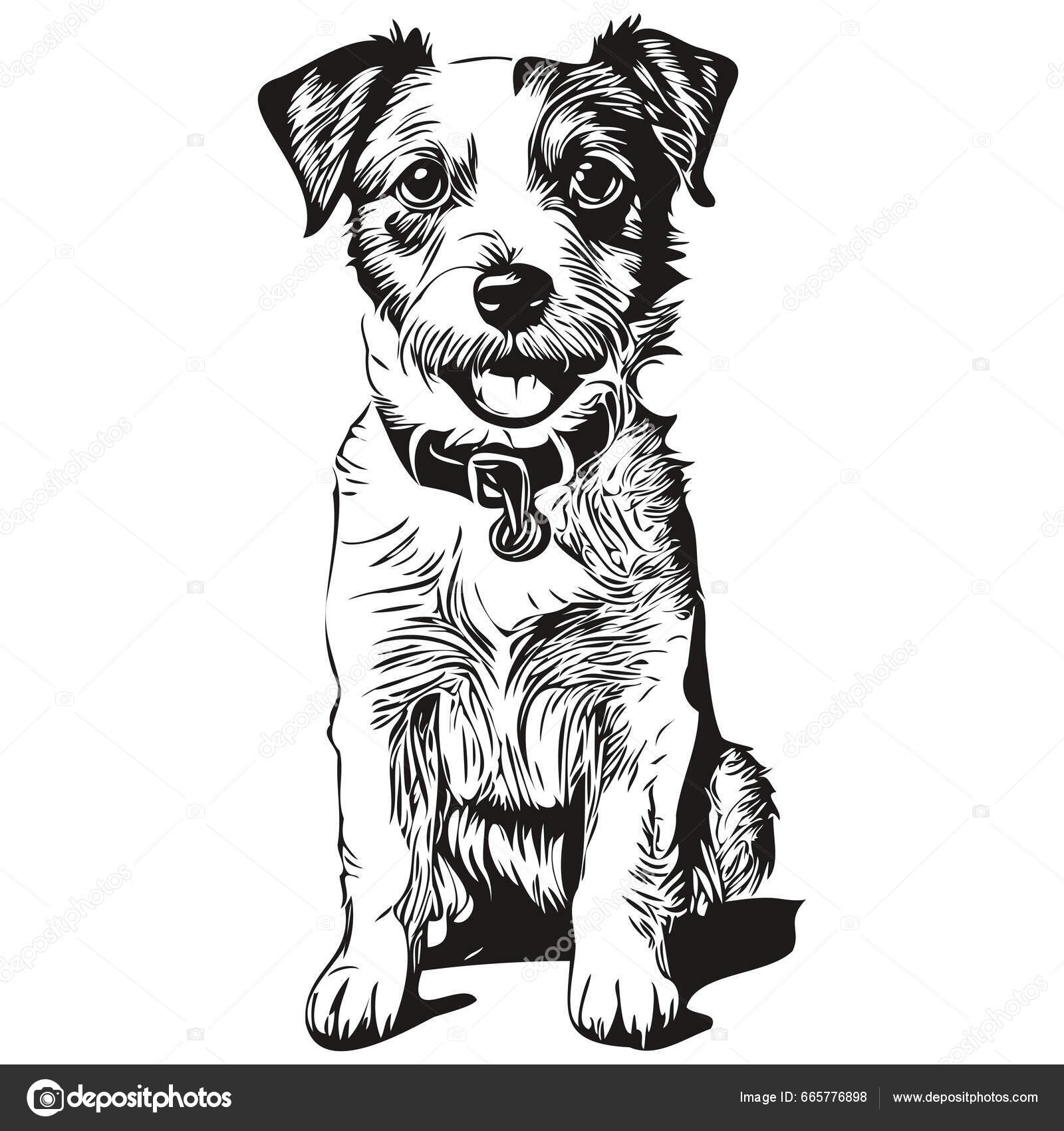 Parson Russell Terrier Hund Handgezeichnetes Logo Zeichnung Schwarz Weiße  Linie Stock-Vektorbild von ©svetomircomua 665776898, image size:1600x1700