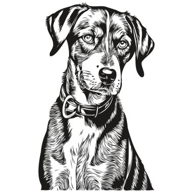 Bluetick Coonhound köpek oymalı vektör portre, karikatür klasik çizim siyah ve beyaz çizim