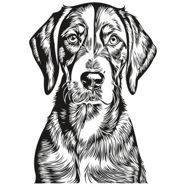 Bluetick Coonhound köpeği beyaz arka planda izole edilmiş, baş hayvan çizgisi illüstrasyonu gerçekçi evcil hayvan.