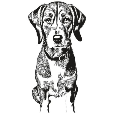 Bluetick Coonhound köpek logosu vektörü siyah beyaz, klasik köpek kafası oymalı.