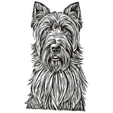 Briard dog mürekkep çizimi, klasik dövme ya da tişört baskısı siyah beyaz vektör