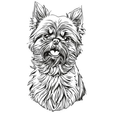 Brüksel Griffon köpeği vektör portresi, komik ana hatlı hayvan tasviri beyaz arka plan gerçekçi evcil hayvan
