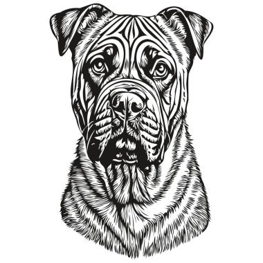 Bullmastiff köpek oymalı vektör portresi, karikatür vintage siyah ve beyaz renkli evcil hayvan çizimi