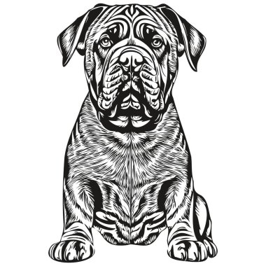 Bullmastiff köpek ana hatları kalem çizimi, siyah karakter beyaz arka planda gerçekçi bir evcil hayvan.