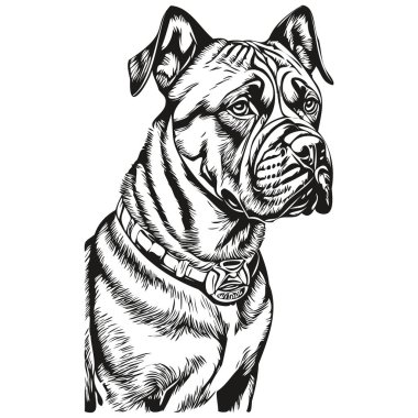 Bullmastiff köpek evcil hayvan tasviri, siyah-beyaz oyma vektörü gerçekçi hayvan.