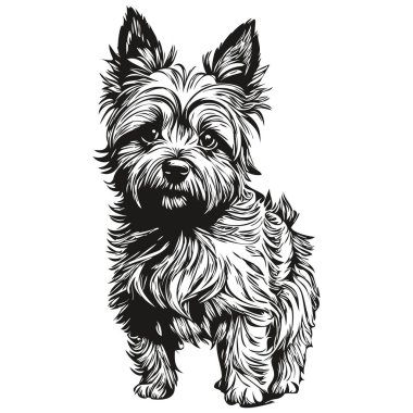 Cairn Terrier köpek cins çizimi, klipsli hayvan eli siyah beyaz gerçekçi hayvan cins vektörü