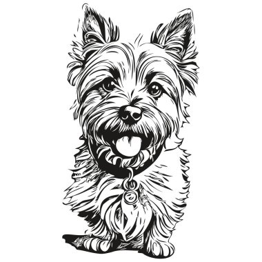 Cairn Terrier köpek yüz vektör portresi, komik ana hatlı hayvan çizimi beyaz arkaplan çizimi