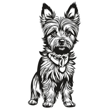 Cairn Terrier köpek eli siyah-beyaz çizgili resim çizer.