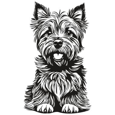 Cairn Terrier köpek kafası çizim vektörü, şeffaf arkaplan çizimi gerçekçi evcil hayvan cinsi.