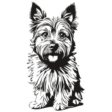 Cairn Terrier köpek kafası çizim vektörü, el çizimi çizimi, şeffaf arkaplan çizimi