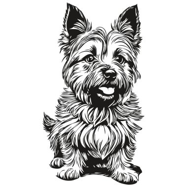 Cairn Terrier köpeği beyaz arka planda izole edilmiş bir resim, baş evcil hayvan çizimi gerçekçi bir evcil hayvan.