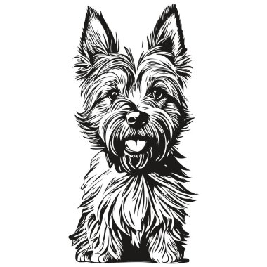 Cairn Terrier köpeği, vektör olarak gerçekçi kalem çizimi, köpek çizimi siyah ve beyaz gerçekçi evcil hayvan.