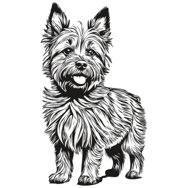 Cairn Terrier köpek vektör yüz portresi, taslak vintage biçim şeffaf arkaplan
